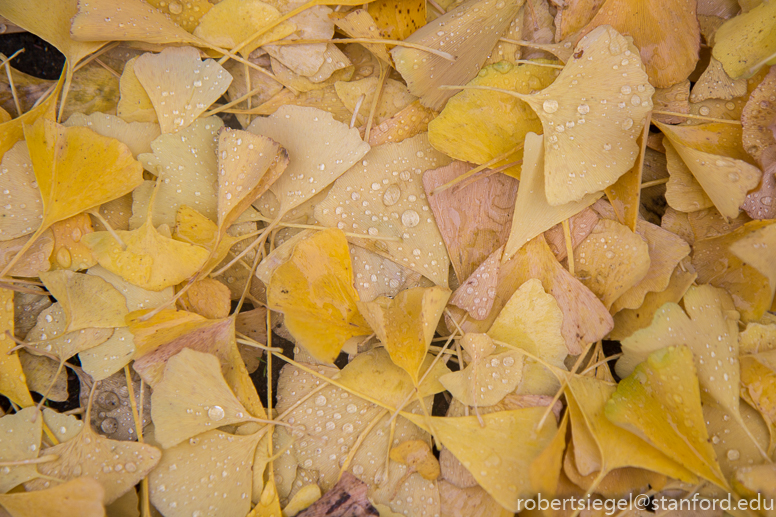 ginkgo